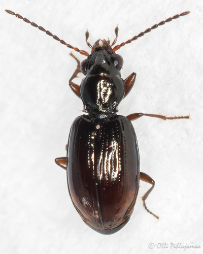Representative image of Bembidion