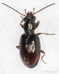 Bembidion doris