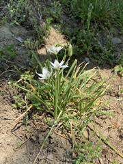 Ornithogalum umbellatum