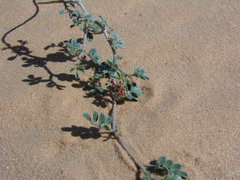 Indigofera sessiliflora