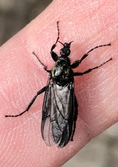 Dilophus febrilis
