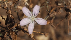Stephanomeria exigua exigua