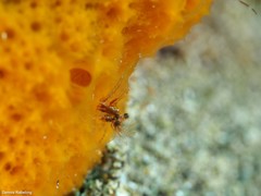 Eualus occultus