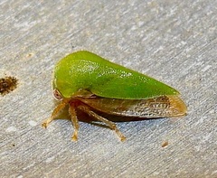 Ophiderma evelyna