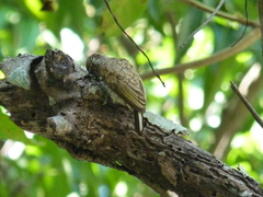 Picumnus squamulatus