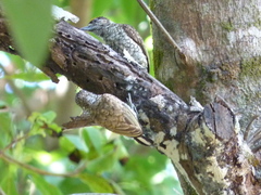 Picumnus squamulatus