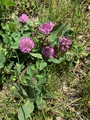 Trifolium pratense