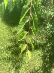 Zelkova