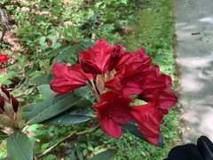 Rhododendron