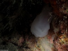 Phallusia mammillata