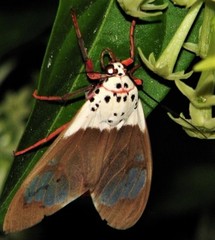 Amerila crokeri