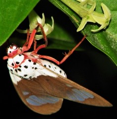 Amerila crokeri