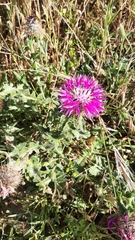 Centaurea polyacantha