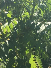 Ailanthus