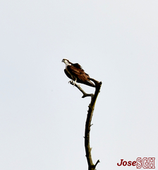 Pandion haliaetus