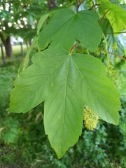 Acer pseudoplatanus