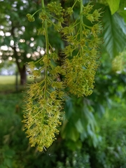 Acer pseudoplatanus