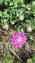 Centaurea polyacantha