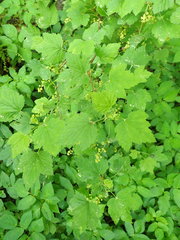 Ribes spicatum