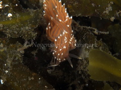 Facelina bostoniensis