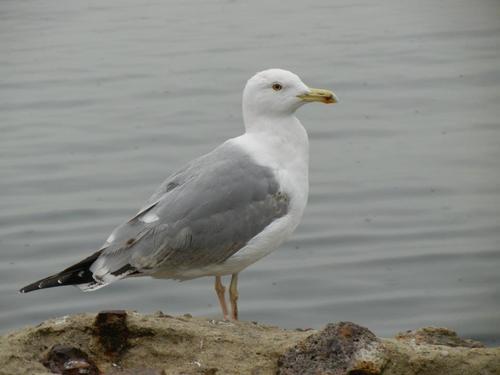 Caspian Gull