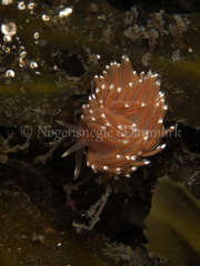 Facelina bostoniensis