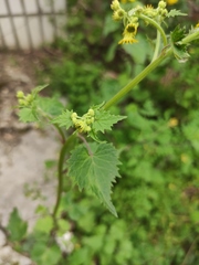 Sinosenecio oldhamianus