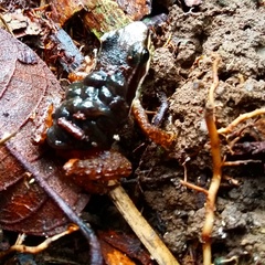 Colostethus inguinalis