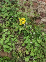 Sinosenecio oldhamianus