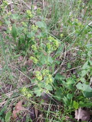 Alchemilla propinqua