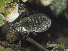 Poecilus cupreus