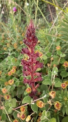 Orobanche foetida