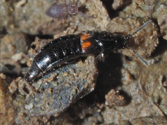 Aleochara bipustulata