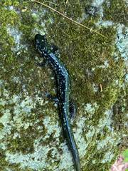 Plethodon cylindraceus