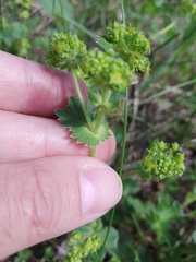 Alchemilla propinqua