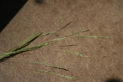 Deschampsia elongata