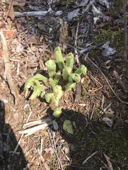 Cypripedium acaule