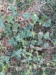 Malva parviflora