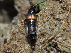 Aleochara bipustulata