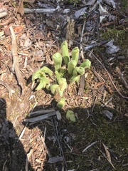 Cypripedium acaule