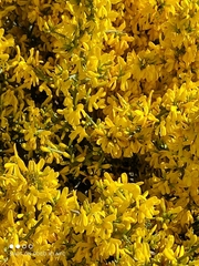 Genista scorpius