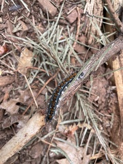 Malacosoma constricta