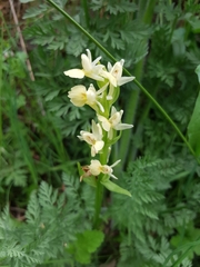 Dactylorhiza insularis