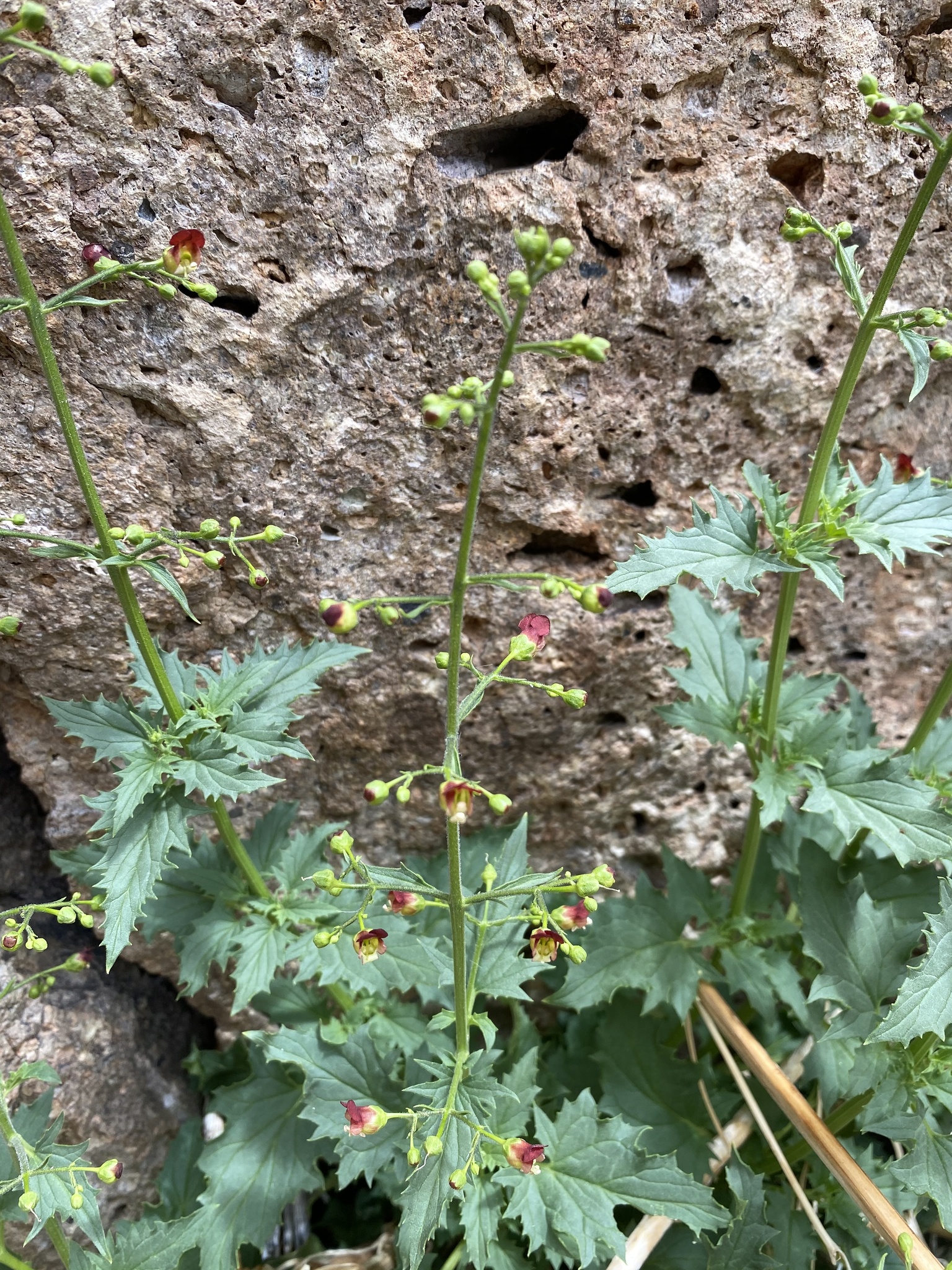 Scrophularia desertorum