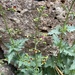 Scrophularia desertorum - Photo (c) Matt Berger, μερικά δικαιώματα διατηρούνται (CC BY), uploaded by Matt Berger