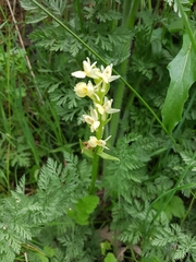 Dactylorhiza insularis