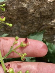 Scrophularia desertorum
