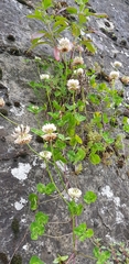 Trifolium repens