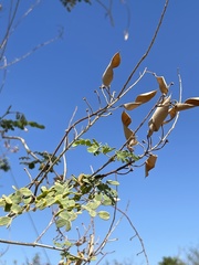 Erythrostemon pannosus