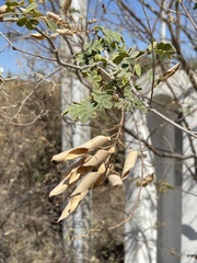 Erythrostemon pannosus